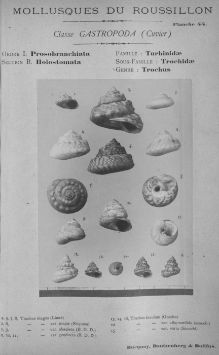 Bucquoy et al. (1882-1886, pl. 44) Bucquoy et al. (1882-1886, pl. 44)