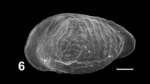Holotype of Kinkelinella (Kinkelinella) geisingensis Franz, Ebert & Stulpinaite, 2018