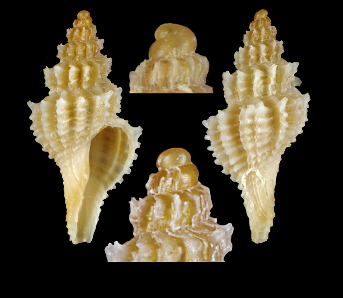 Trophonopsis barvicensis (G. Johnston, 1825) - Isola di Favignana (Sicily - I), 80 m, 9.0 mm Trophonopsis barvicensis (G. Johnston, 1825) - Isola di Favignana (Sicily - I), 80 m, 9.0 mm
