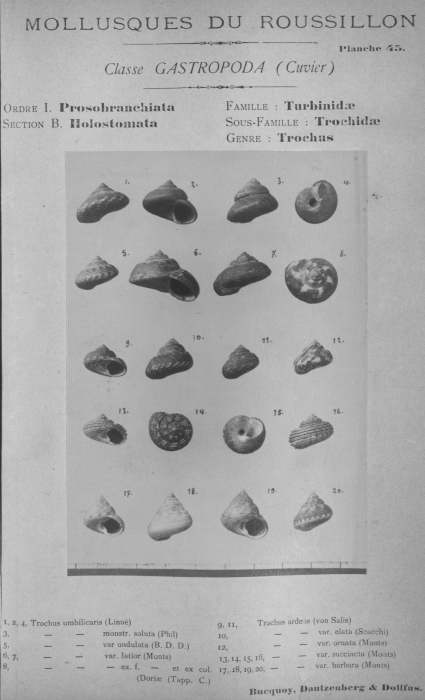 Bucquoy et al. (1882-1886, pl. 45) Bucquoy et al. (1882-1886, pl. 45)