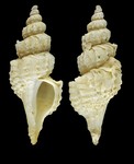 Trophonopsis barvicensis (G. Johnston, 1825) - Shetland, 12.2 mm
