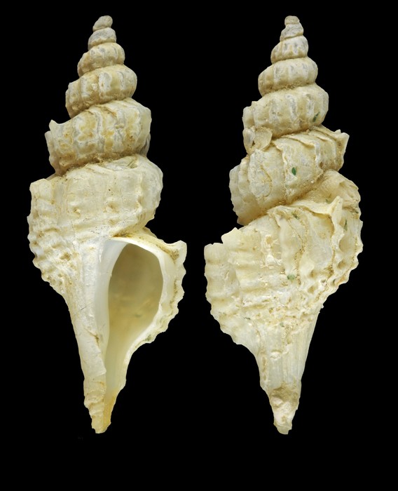 Trophonopsis barvicensis (G. Johnston, 1825) - Shetland, 12.2 mm