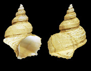 Ariadnaria conica (Mler, 1842) - Iceland NW, 12.7 mm
