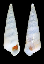 Eulimella scillae (Scacchi, 1835) - Iceland NW, 6.2 mm