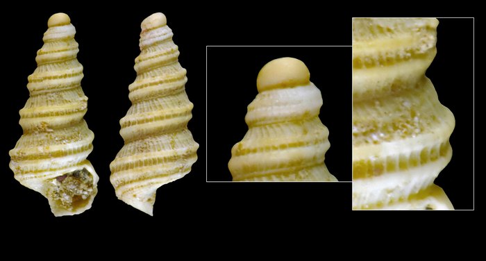 Brookesena turrita Warén, 1996 - iceland NW, 2.9 mm Brookesena turrita Warén, 1996 - iceland NW, 2.9 mm