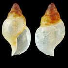 Thesbia nana (Lov, 1846) - Iceland N, 3.7 mm