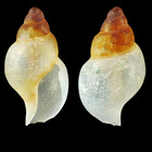 Thesbia nana (Lovén, 1846) - Iceland N, 3.7 mm