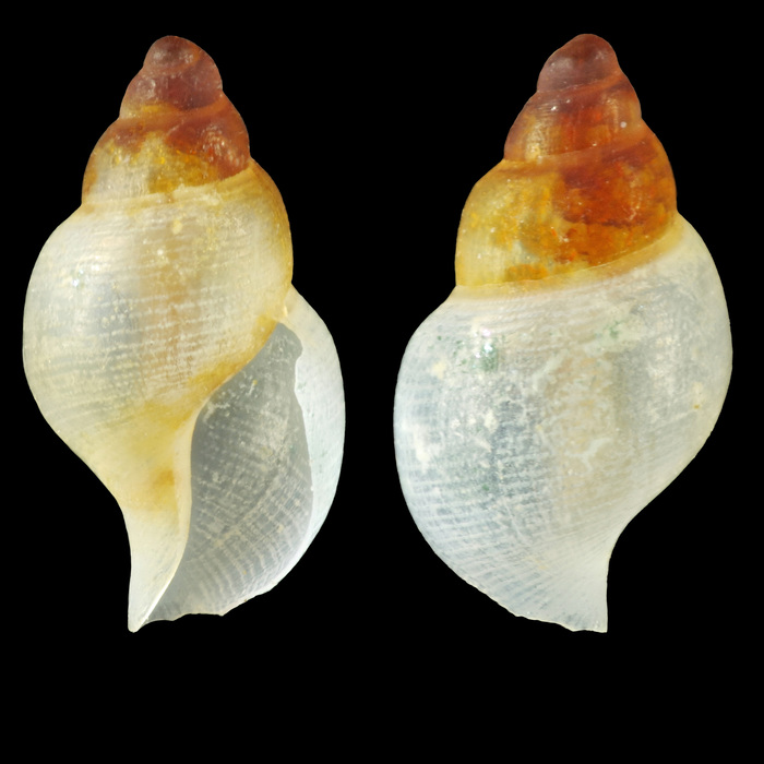 Thesbia nana (Lov�n, 1846) - Iceland N, 3.7 mm