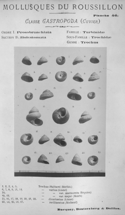 Bucquoy et al. (1882-1886, pl. 46) Bucquoy et al. (1882-1886, pl. 46)