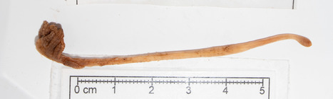 Kophobelemnon stelliferum - specimen