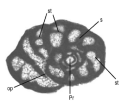 Fissumella motolae Cruz-Abad, Consorti, Di Lucia, Parente & Caus, 2017