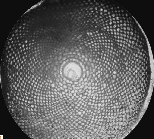 Cyclopertorbitolites tokerae Özgen Erdem, 2010