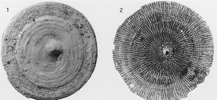Androsinopsis radians Hottinger, 2001 Androsinopsis radians Hottinger, 2001