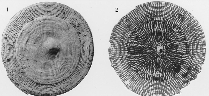 Androsinopsis radians Hottinger, 2001