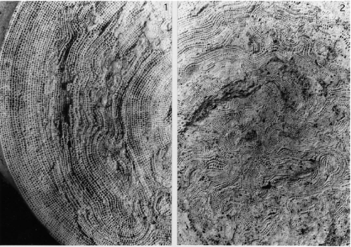 Miarchaias meander Hottinger, 2001