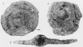 Miarchaias meander Hottinger, 2001