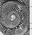 Miarchaias modestus Hottinger, 2001