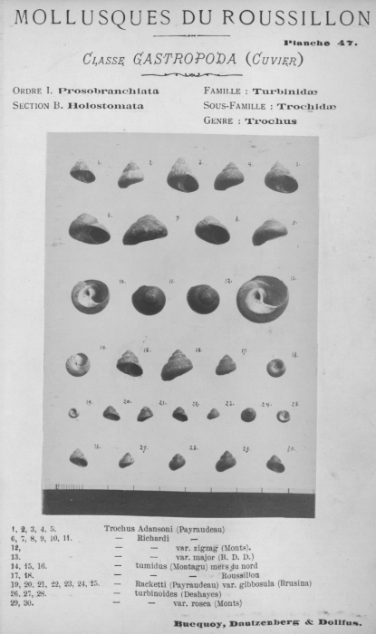 Bucquoy et al. (1882-1886, pl. 47) Bucquoy et al. (1882-1886, pl. 47)
