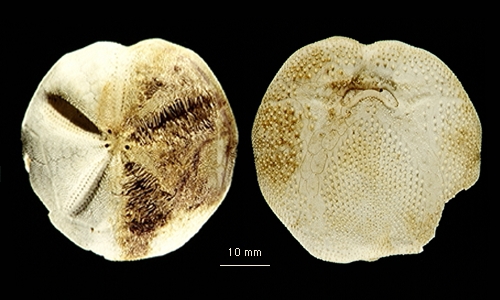 Tripylus excavatus Tripylus excavatus