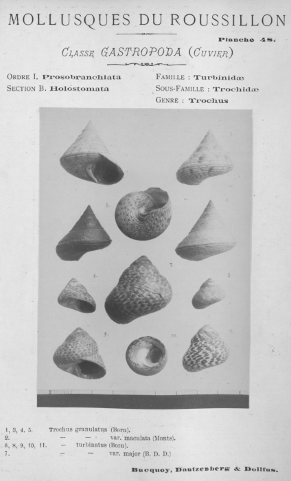 Bucquoy et al. (1882-1886, pl. 48) Bucquoy et al. (1882-1886, pl. 48)