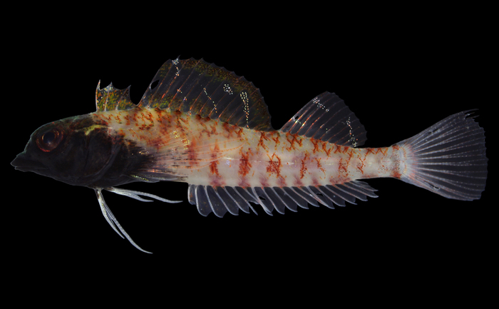 Enneapterygius sericus Enneapterygius sericus