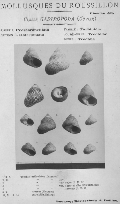 Bucquoy et al. (1882-1886, pl. 49) Bucquoy et al. (1882-1886, pl. 49)