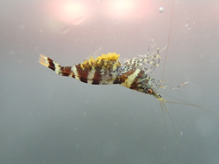 Caridina rintelenorum