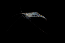 Caridina variabilis