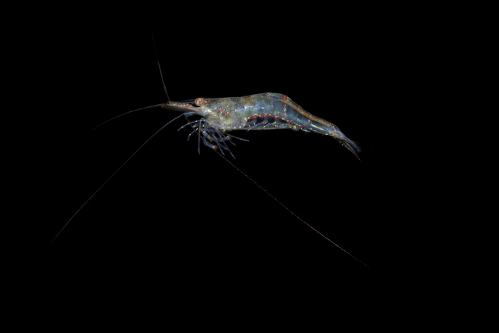 Caridina variabilis