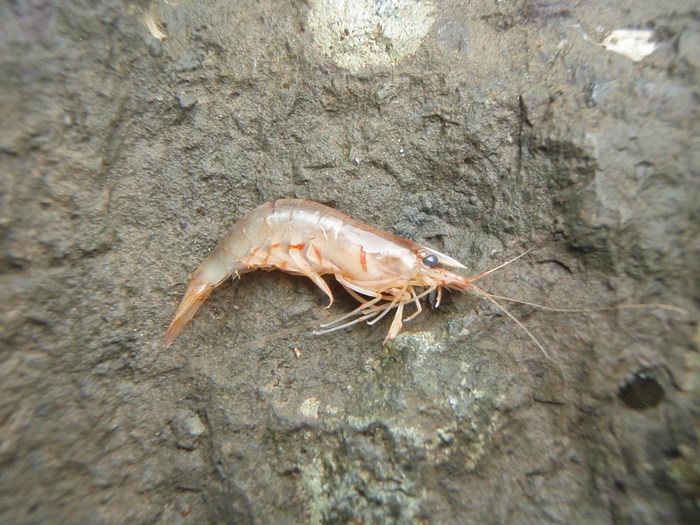 Caridina variabilirostris