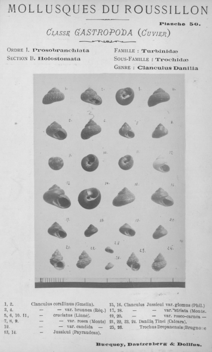 Bucquoy et al. (1882-1886, pl. 50) Bucquoy et al. (1882-1886, pl. 50)