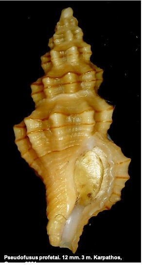 Pseudofusus profetai