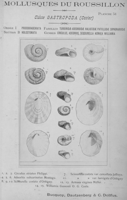 Bucquoy et al. (1882-1886, pl. 51) Bucquoy et al. (1882-1886, pl. 51)