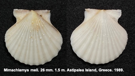 Mimachlamys meli Mimachlamys meli