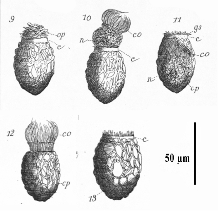 Fig. 9-13 from plate 13 of Meunier 1910 Fig. 9-13 from plate 13 of Meunier 1910