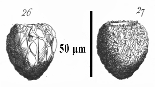 from Meunier 1910, plate 13, figs. 26 & 27