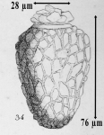 From Meunier 1919, plate 25, fig.34