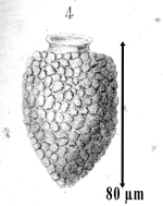 From Claparède &Lachmann 1858, Plate 9, fig. 4