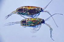 Pontella mediterranea male and female