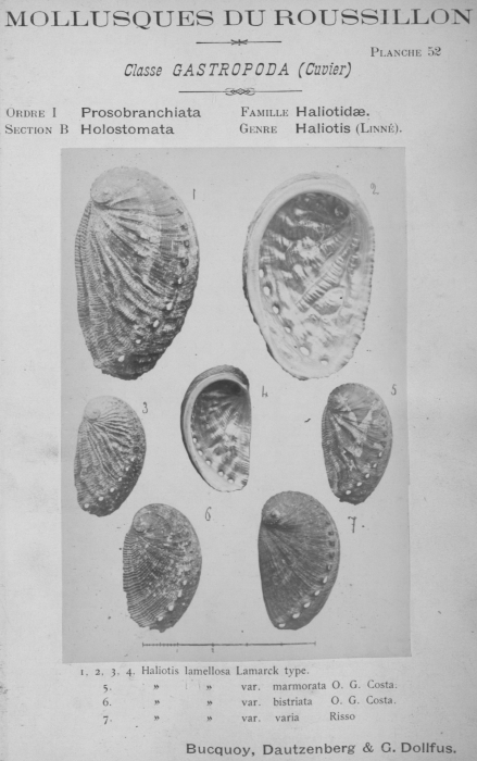 Bucquoy et al. (1882-1886, pl. 52) Bucquoy et al. (1882-1886, pl. 52)