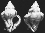 Murex rudis Borson, 1821 holotype
