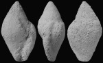 Dentimargo barnai holotype