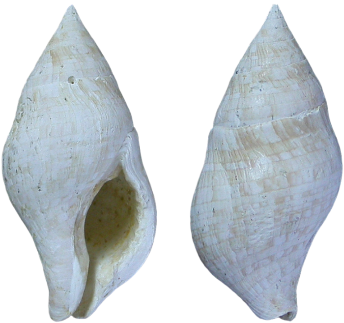 Euthria viciani holotype Euthria viciani holotype