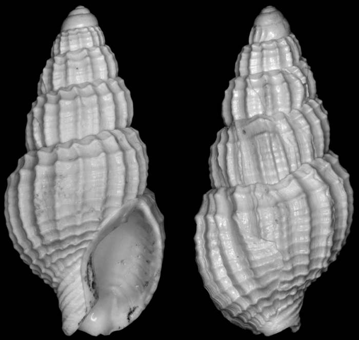Tritia domonkosi holotype