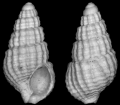 Mollusca (molluscs)