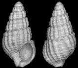 Nassa (Hima) franzenaui Csepreghy-Meznerics, 1956, holotype