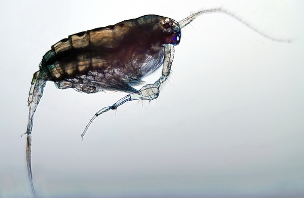 Anomalocera pattersoni male