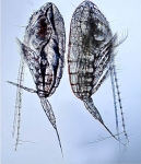 Calanus helgolandicus female and male