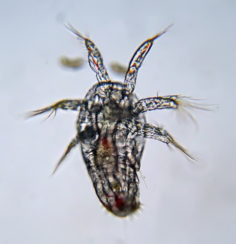 Calanus helgolandicus Nauplius