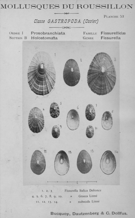 Bucquoy et al. (1882-1886, pl. 53) Bucquoy et al. (1882-1886, pl. 53)